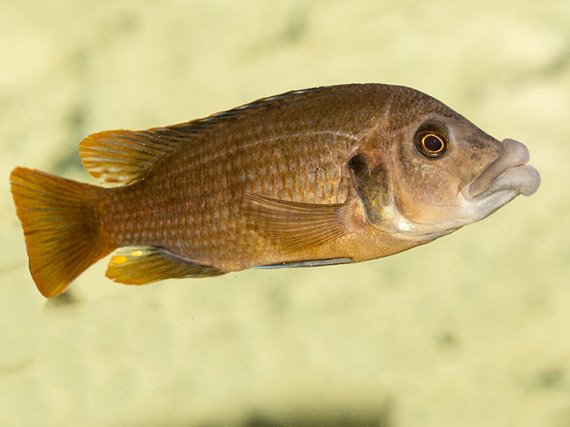 Image of Abactochromis labrosus Image of Abactochromis labrosus