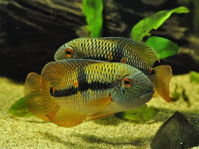Image of Aequidens diadema Image of Aequidens diadema