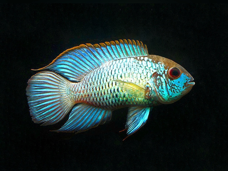 Image of Andinoacara pulcher Image of Andinoacara pulcher