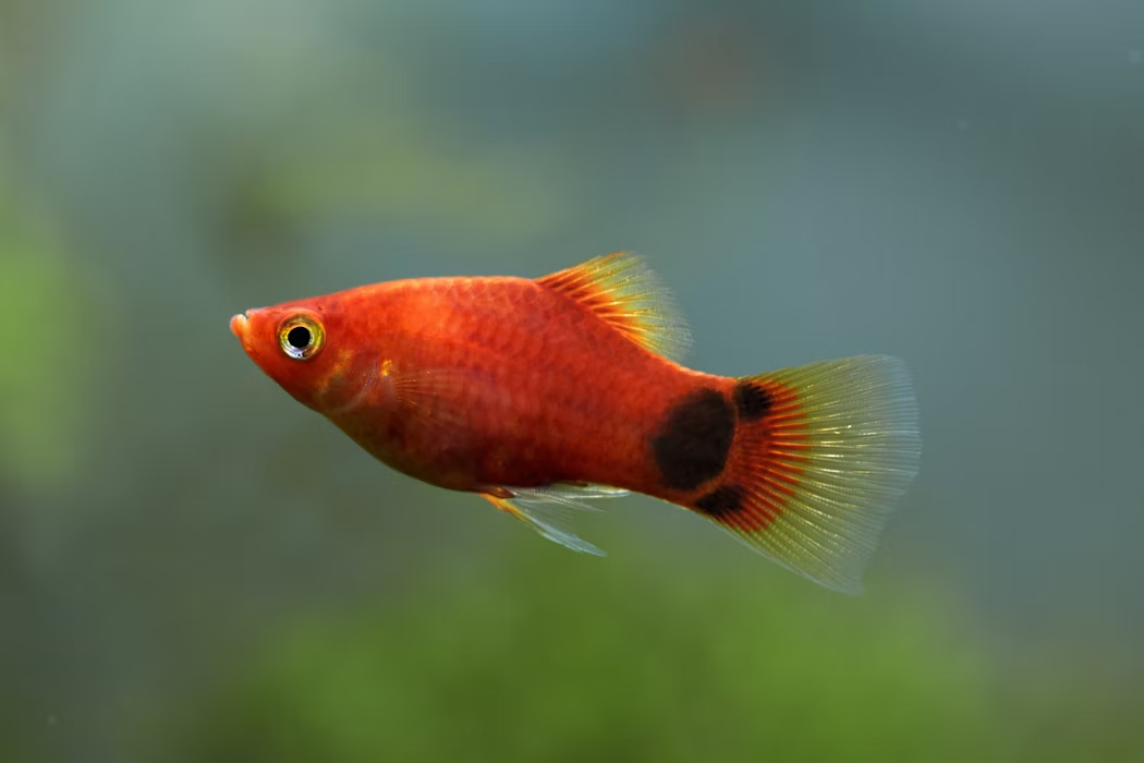 Mickey Mouse Platy