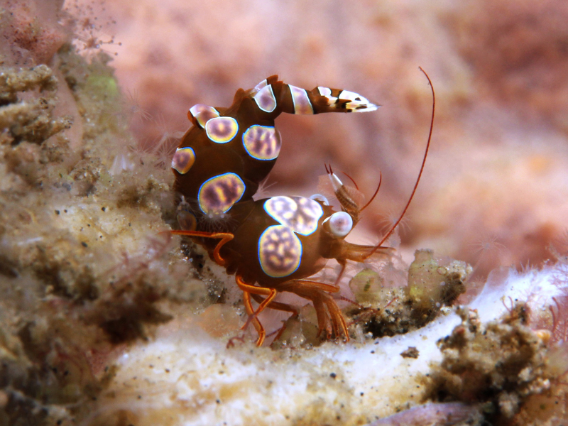 Image of Thor amboinensis Image of Thor amboinensis