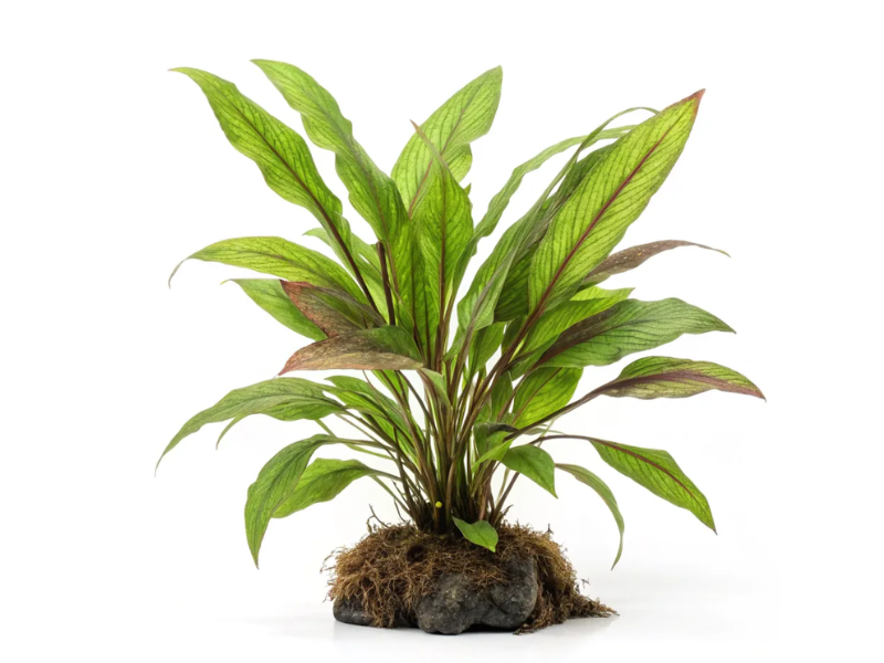 Malaysian Water Trumpet Malaysian Water Trumpet