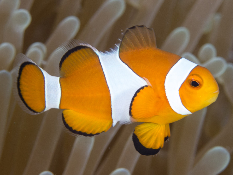 Image of Amphiprion ocellaris Image of Amphiprion ocellaris