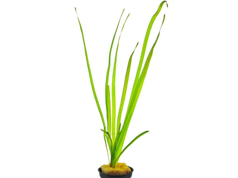 Image of Vallisneria spiralis