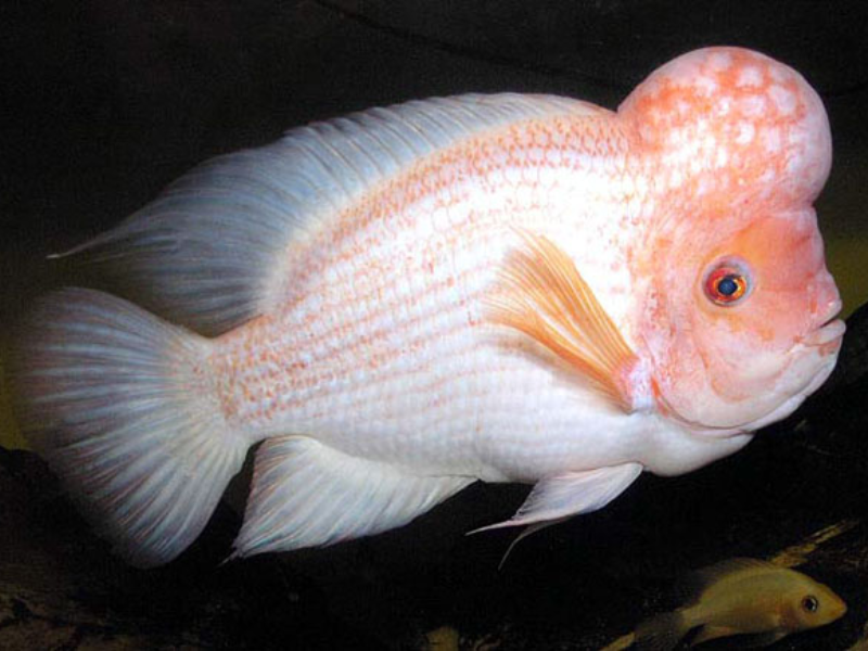 Image of Amphilophus citrinellus Image of Amphilophus citrinellus