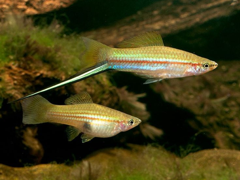 Xiphophorus hellerii