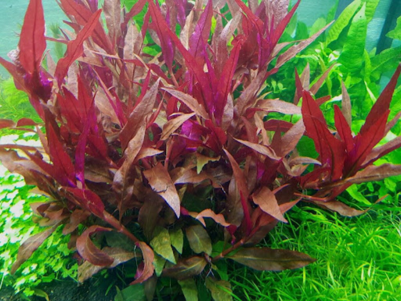 Image of Alternanthera cardinalis Image of Alternanthera cardinalis