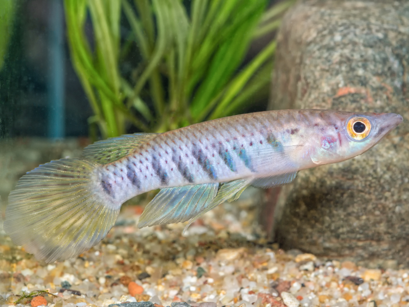 Epiplatys spilargyreius