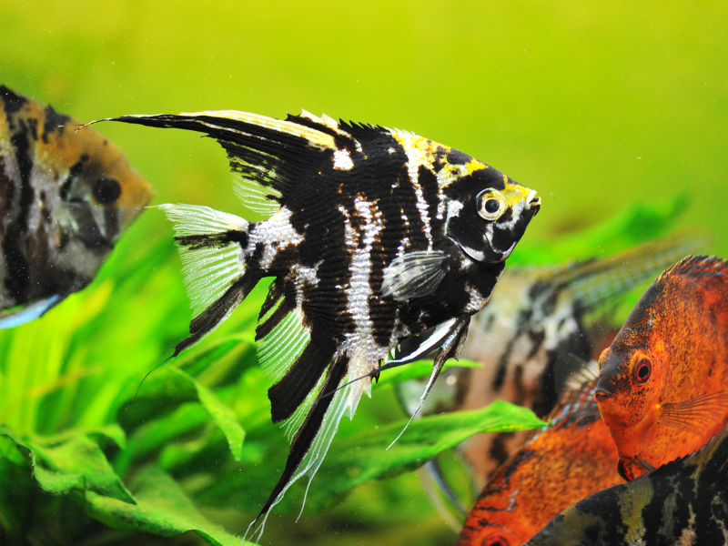 Image of Pterophyllum scalare