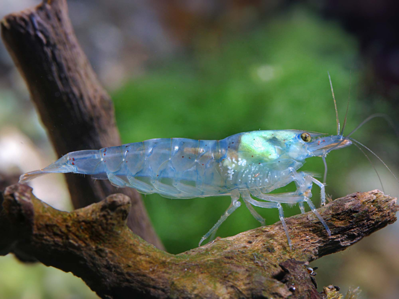 Neocaridina palmata