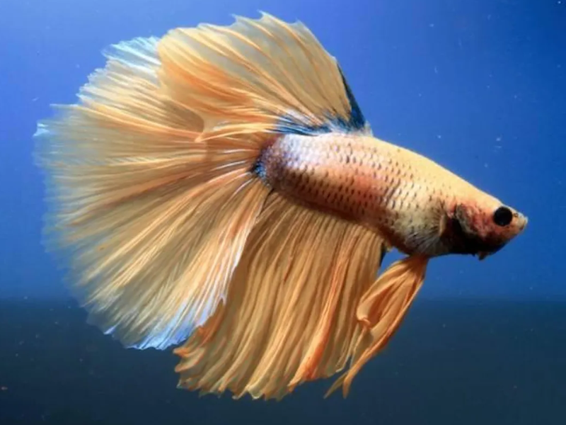 Image of Betta splendens