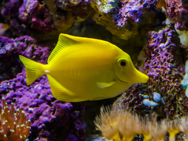 Image of Zebrasoma flavescens Image of Zebrasoma flavescens