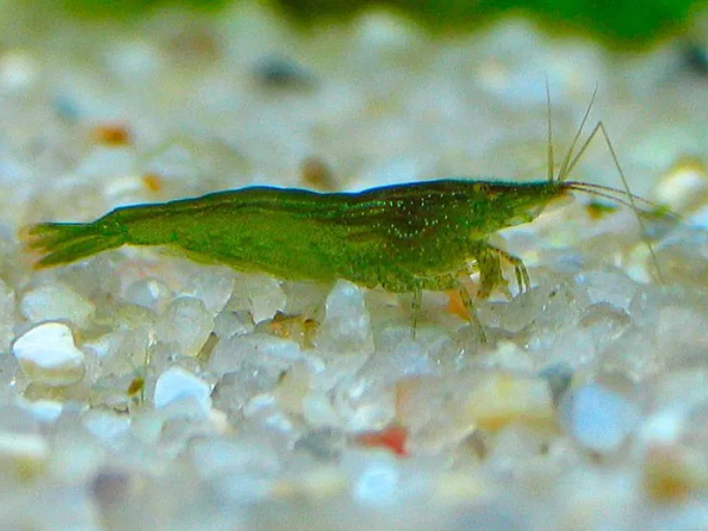 Caridina babaulti
