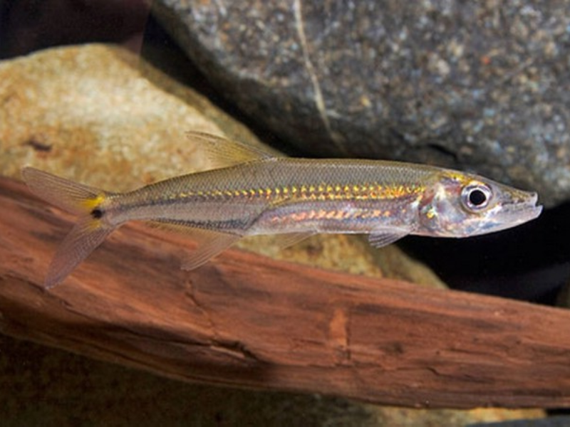 Image of Acestrorhynchus falcirostris Image of Acestrorhynchus falcirostris