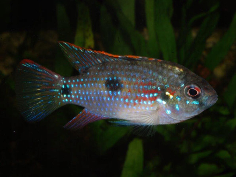 Image of Anomalochromis thomasi Image of Anomalochromis thomasi