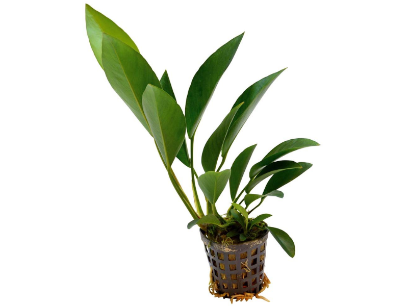Anubias afzelii
