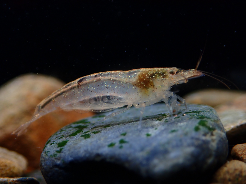 Caridina typus
