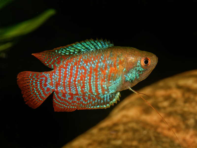 Image of Trichogaster lalius Image of Trichogaster lalius