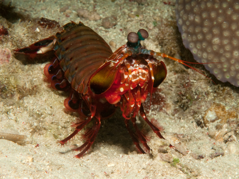 Image of Odontodactylus scyllarus Image of Odontodactylus scyllarus