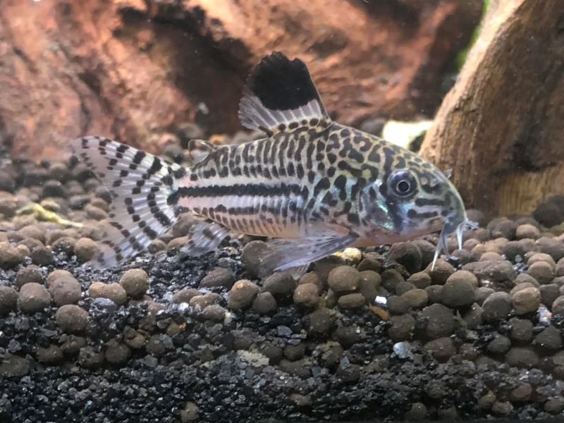Image of Hoplisoma trilineatum