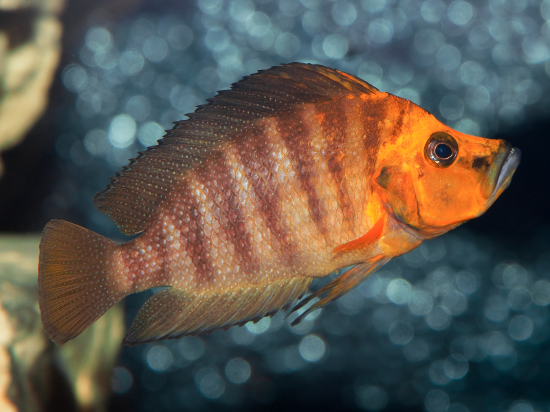 Image of Altolamprologus compressiceps