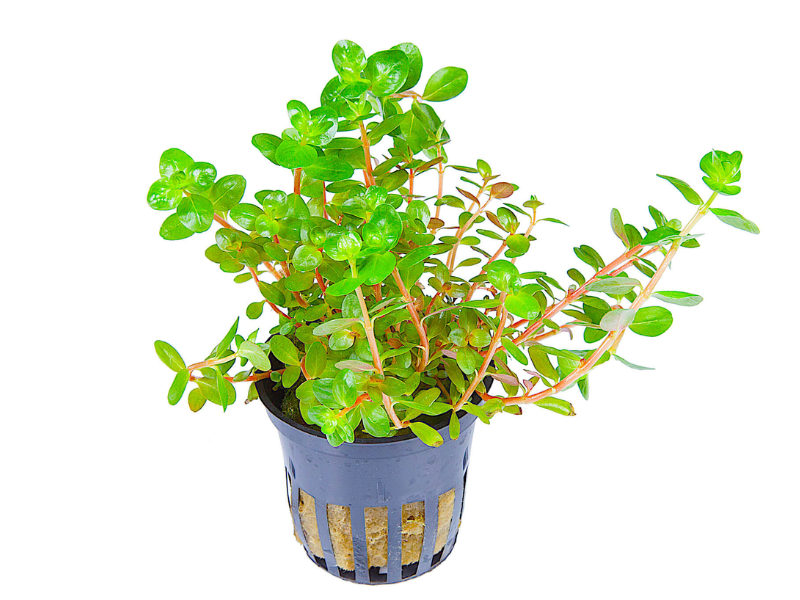 Image of Rotala rotundifolia Image of Rotala rotundifolia