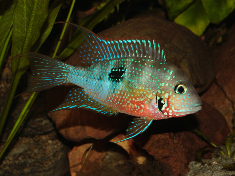 Image of Thorichthys ellioti
