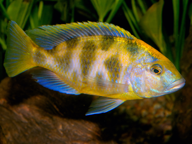 Livingston's Cichlid Livingston's Cichlid
