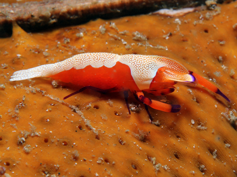 Image of Periclimenes imperator Image of Periclimenes imperator