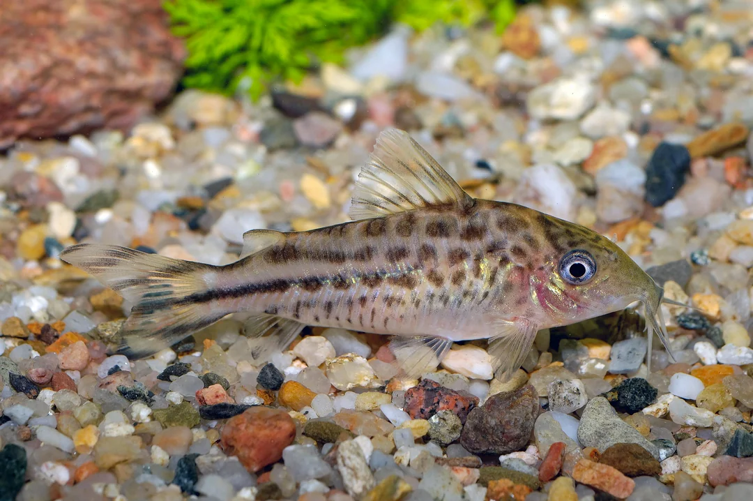 Image of Corydoras robinae