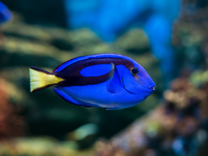 Image of Paracanthurus hepatus