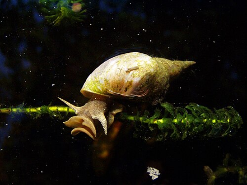 Image of Lymnaea stagnalis Image of Lymnaea stagnalis