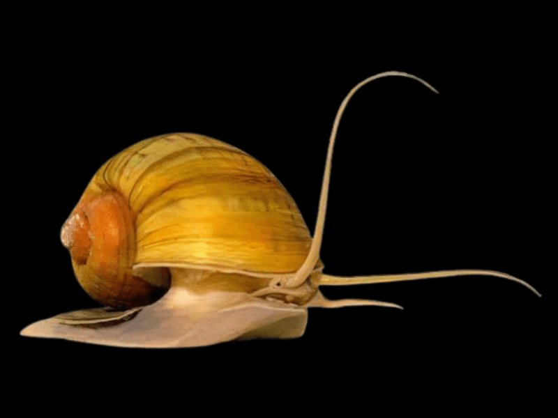 Pomacea canaliculata