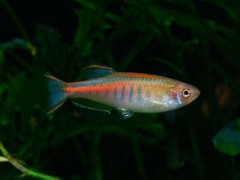 Image of Danio choprae Image of Danio choprae