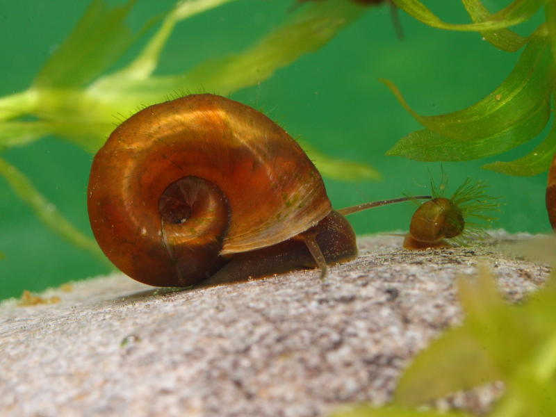 Image of Planorbarius corneus