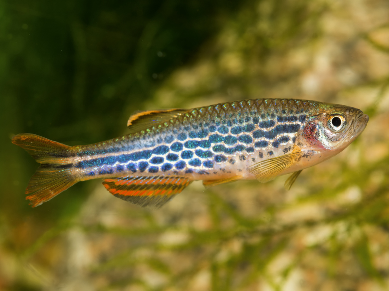 Danio kyathit Danio kyathit