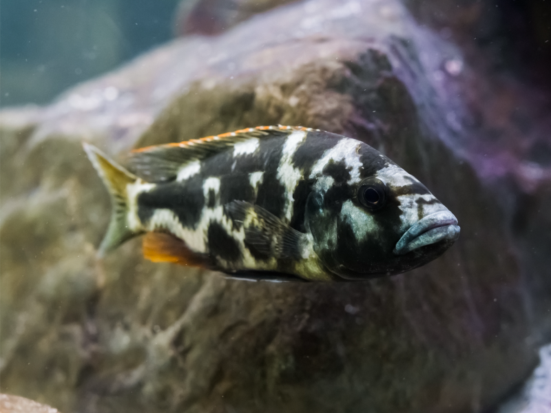 Image of Nimbochromis livingstonii