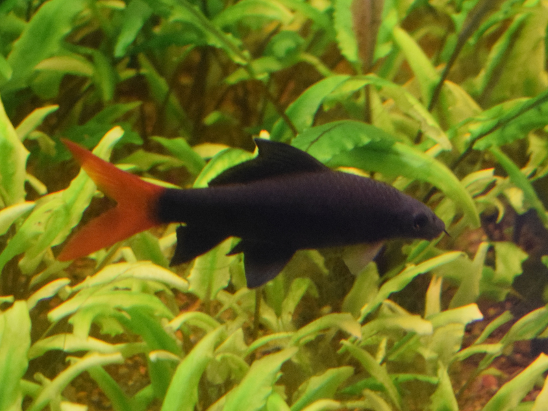 Red-tailed Shark Red-tailed Shark