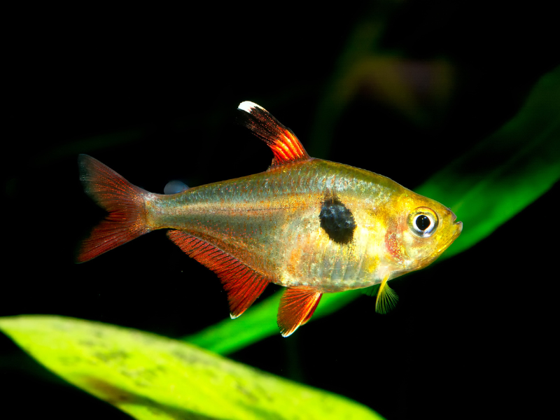 Hyphessobrycon sweglesi