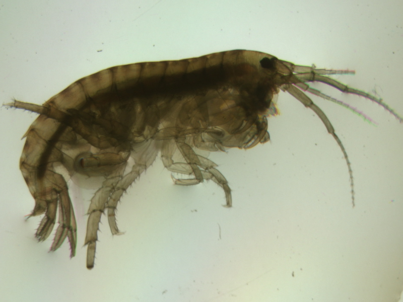 Image of Hyalella azteca Image of Hyalella azteca