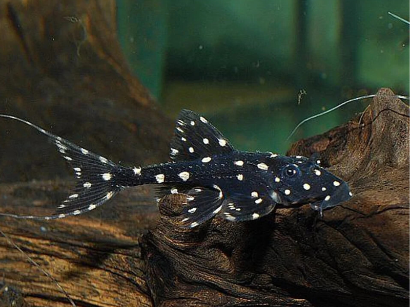 Image of Acanthicus adonis Image of Acanthicus adonis