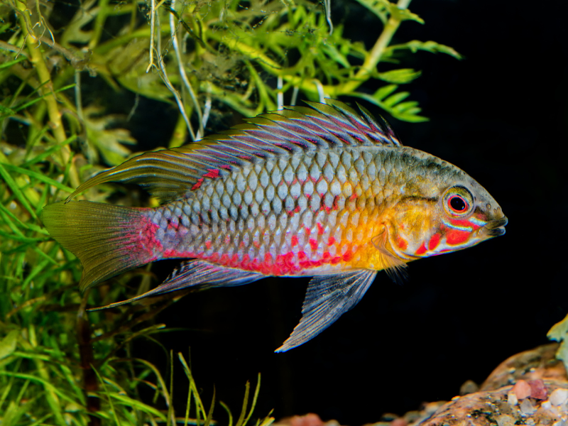 Apistogramma hongsloi