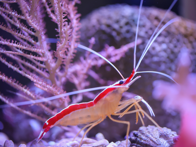 Image of Lysmata amboinensis Image of Lysmata amboinensis