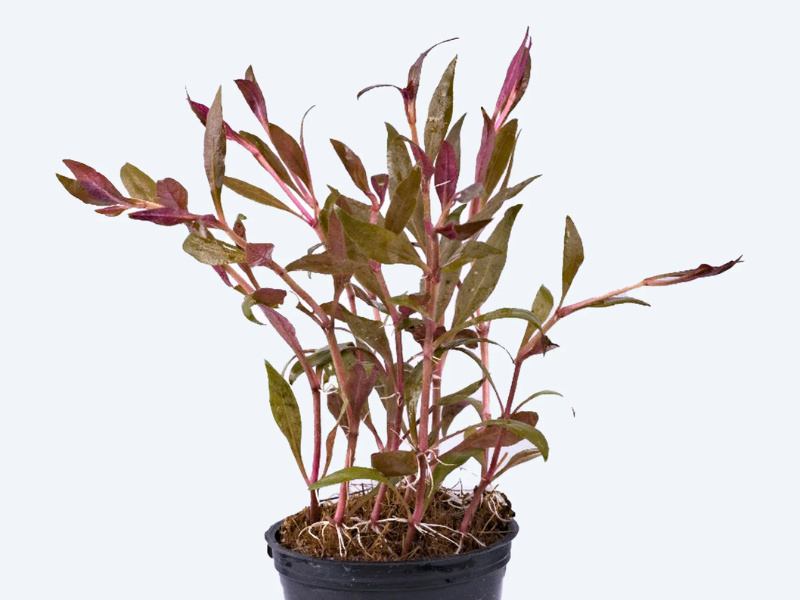 Image of Alternanthera sessilis Image of Alternanthera sessilis