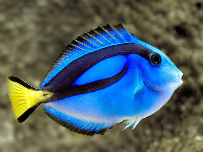 Image of Paracanthurus hepatus
