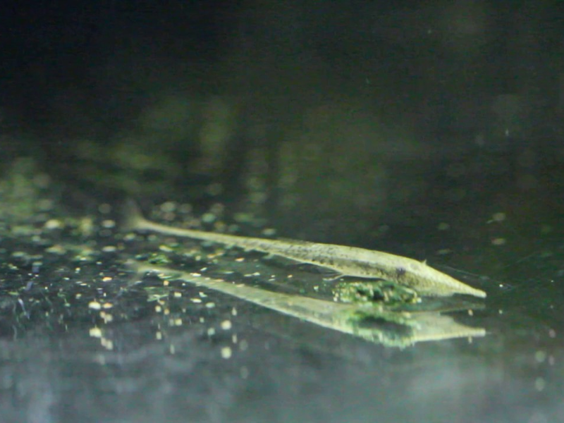 Image of Acestridium colombiense Image of Acestridium colombiense