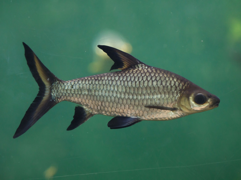 Image of Balantiocheilos melanopterus Image of Balantiocheilos melanopterus