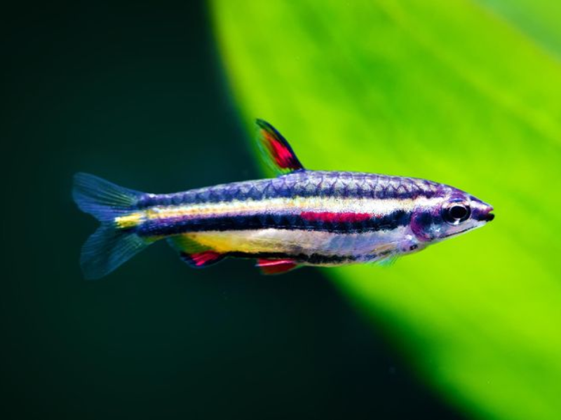 Nannostomus marginatus Nannostomus marginatus