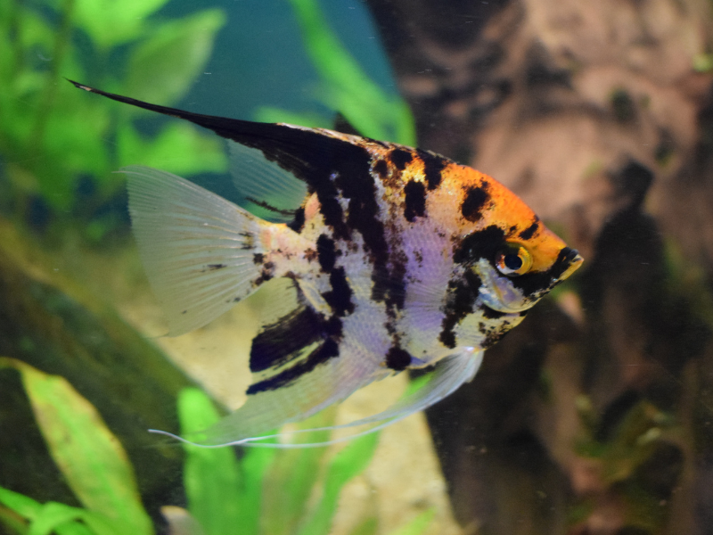 Koi