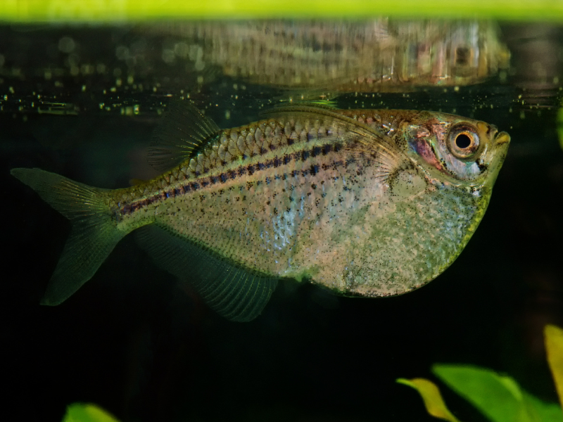 Image of Gasteropelecus sternicla Image of Gasteropelecus sternicla